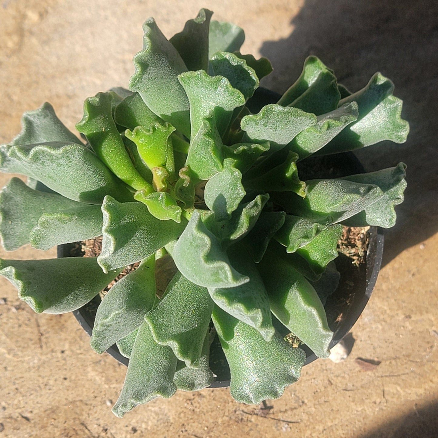 DesertScapeSucculent Succulent 4" Assorted Adromischus Cristatus 'Key Lime Pie'