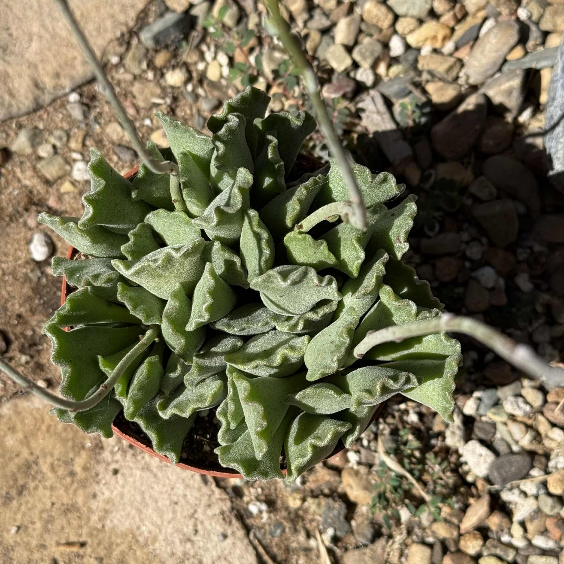 crinkle leaf plant succulent Adromischus Cristatus 'Key Lime Pie' – DesertScapeSucculent