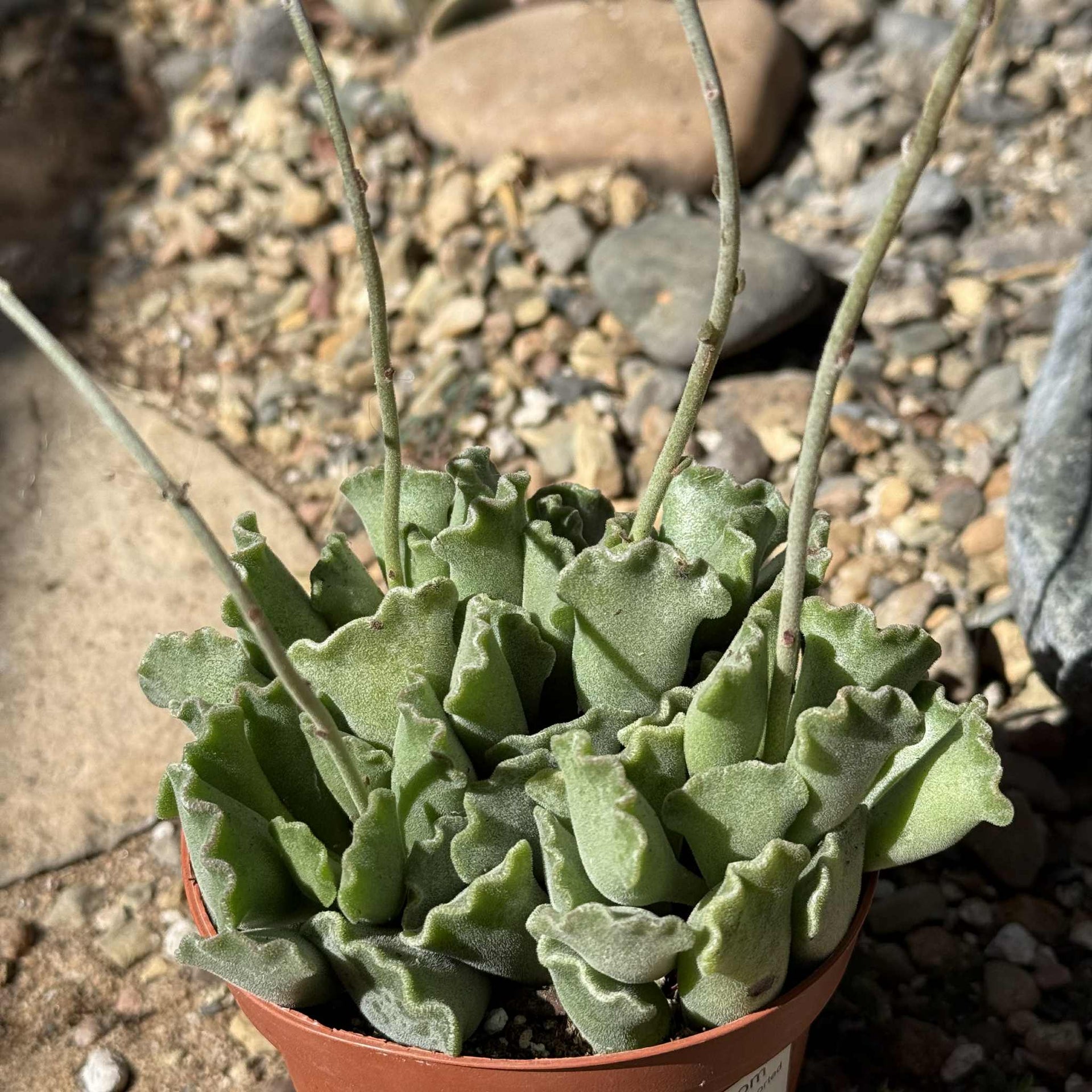 crinkle leaf plant succulent Adromischus Cristatus 'Key Lime Pie'