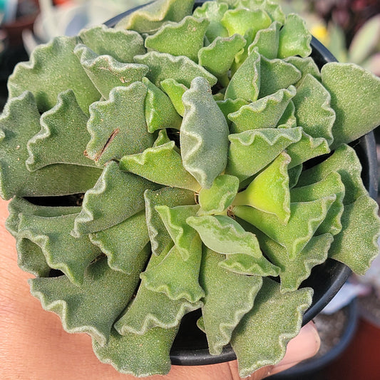 Adromischus Cristatus 'Planta de hojas arrugadas' 'Pastel de lima'