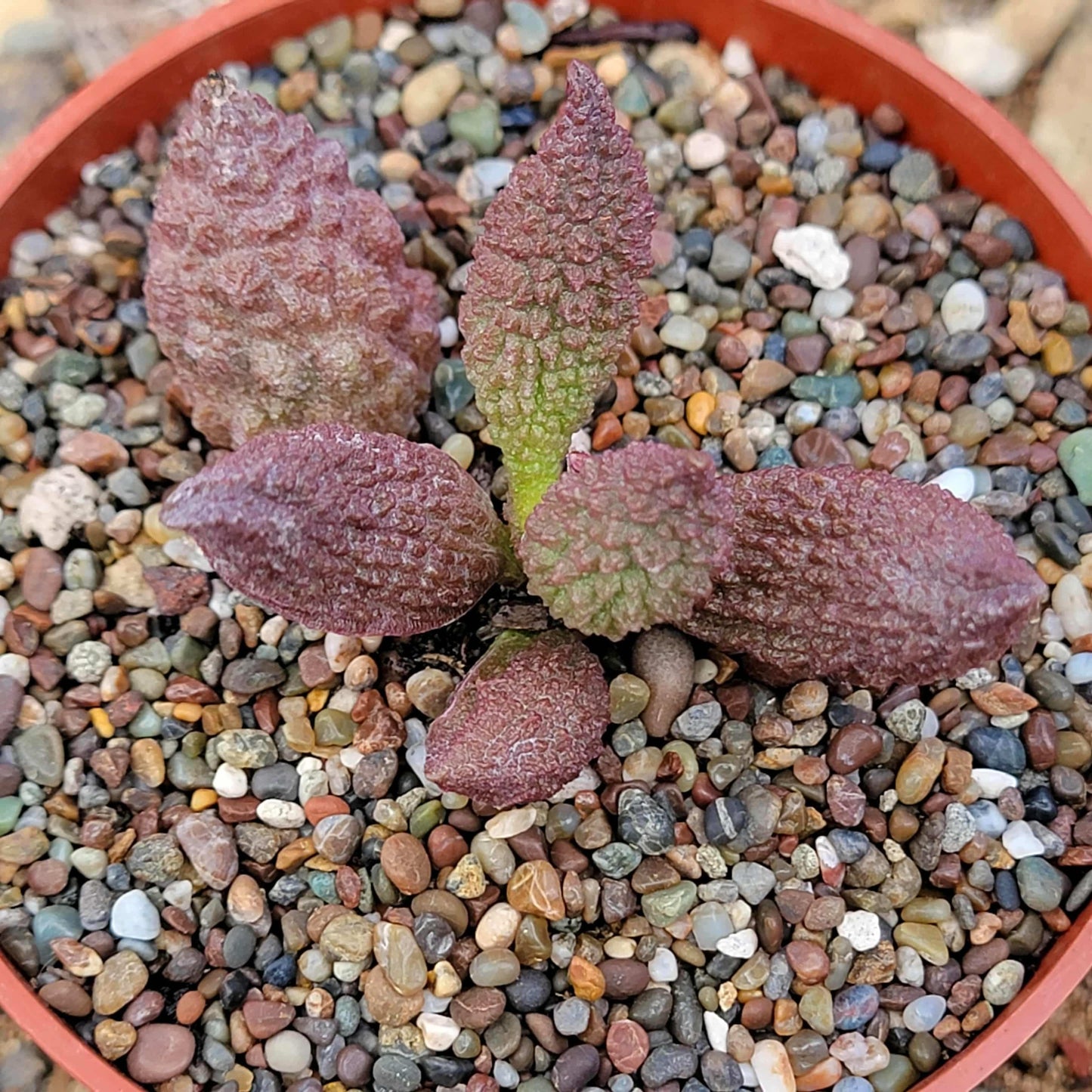 Adromischus herrei - 4 Inch - Succulent - DesertScapeSucculent
