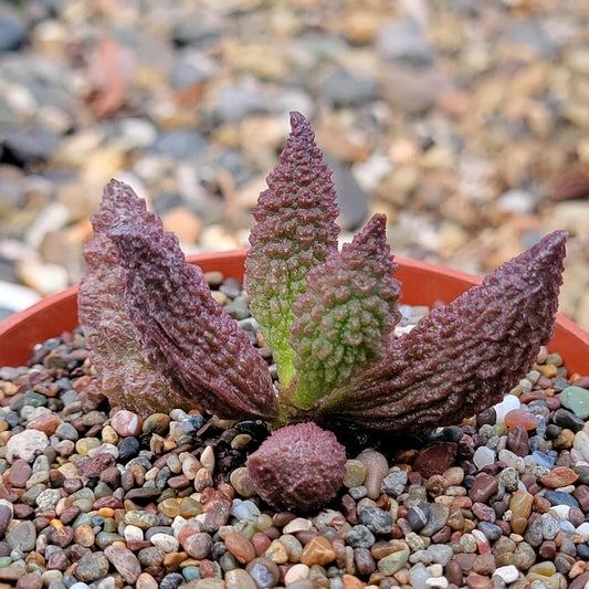 Adromischus herrei - 4 Inch - Succulent - DesertScapeSucculent