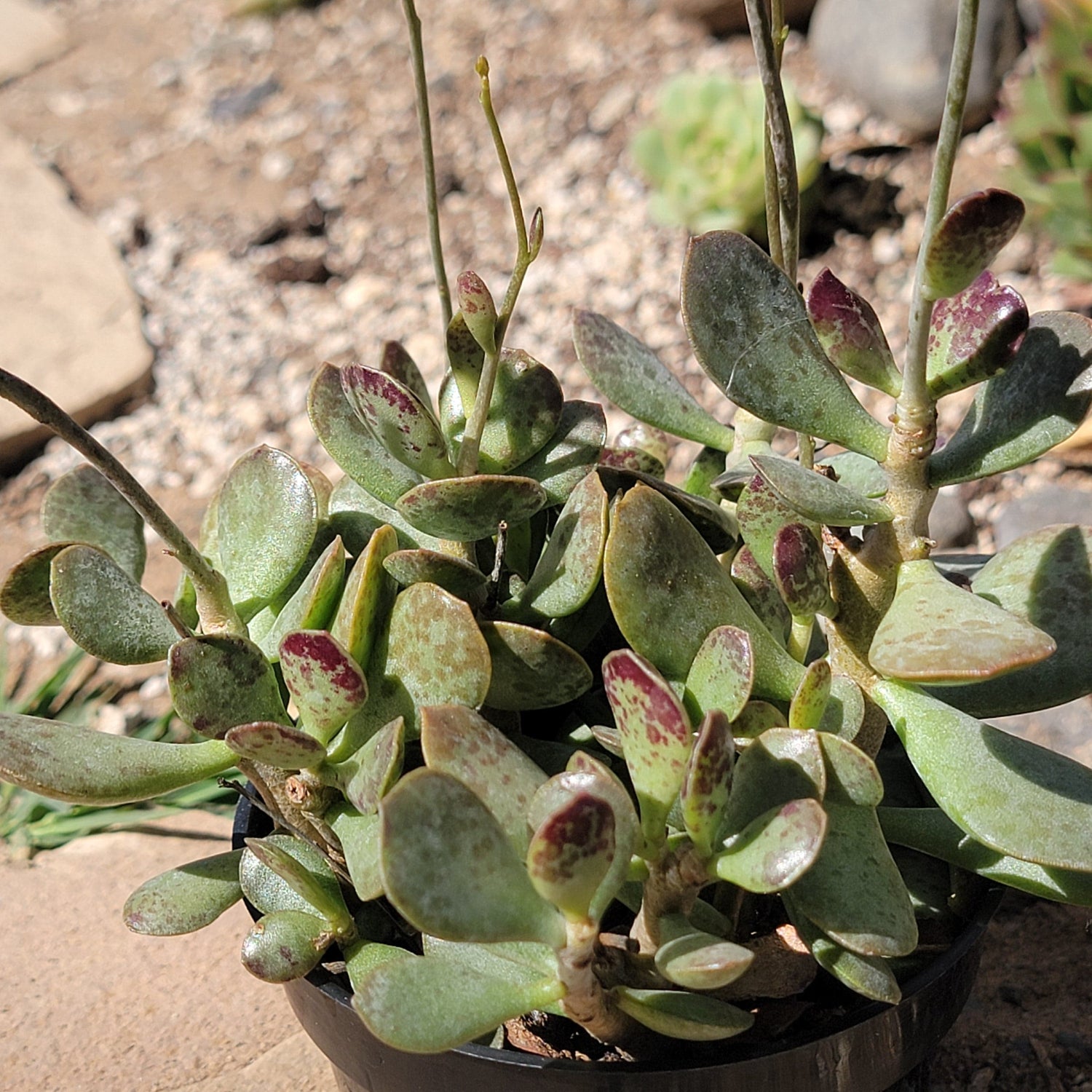 DesertScapeSucculent Succulent 4" Assorted Adromischus maculatus