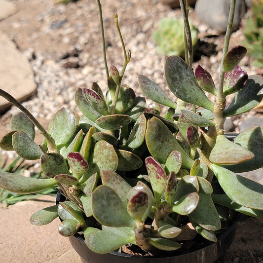 Adromischus 'Maculato'