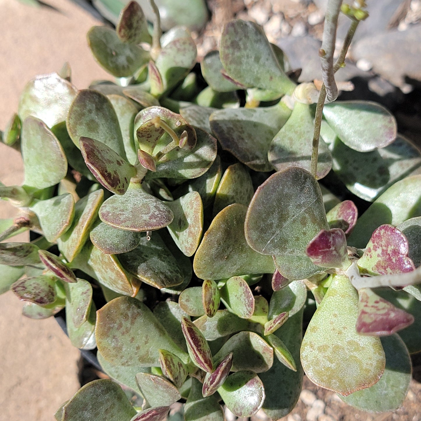 DesertScapeSucculent Succulent 4" Assorted Adromischus maculatus