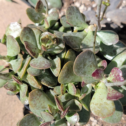 Adromischus maculatus