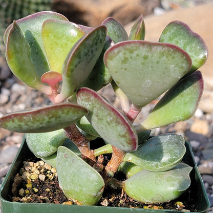 DesertScapeSucculent Succulent 4" Assorted Adromischus maculatus 'Calico Hearts'