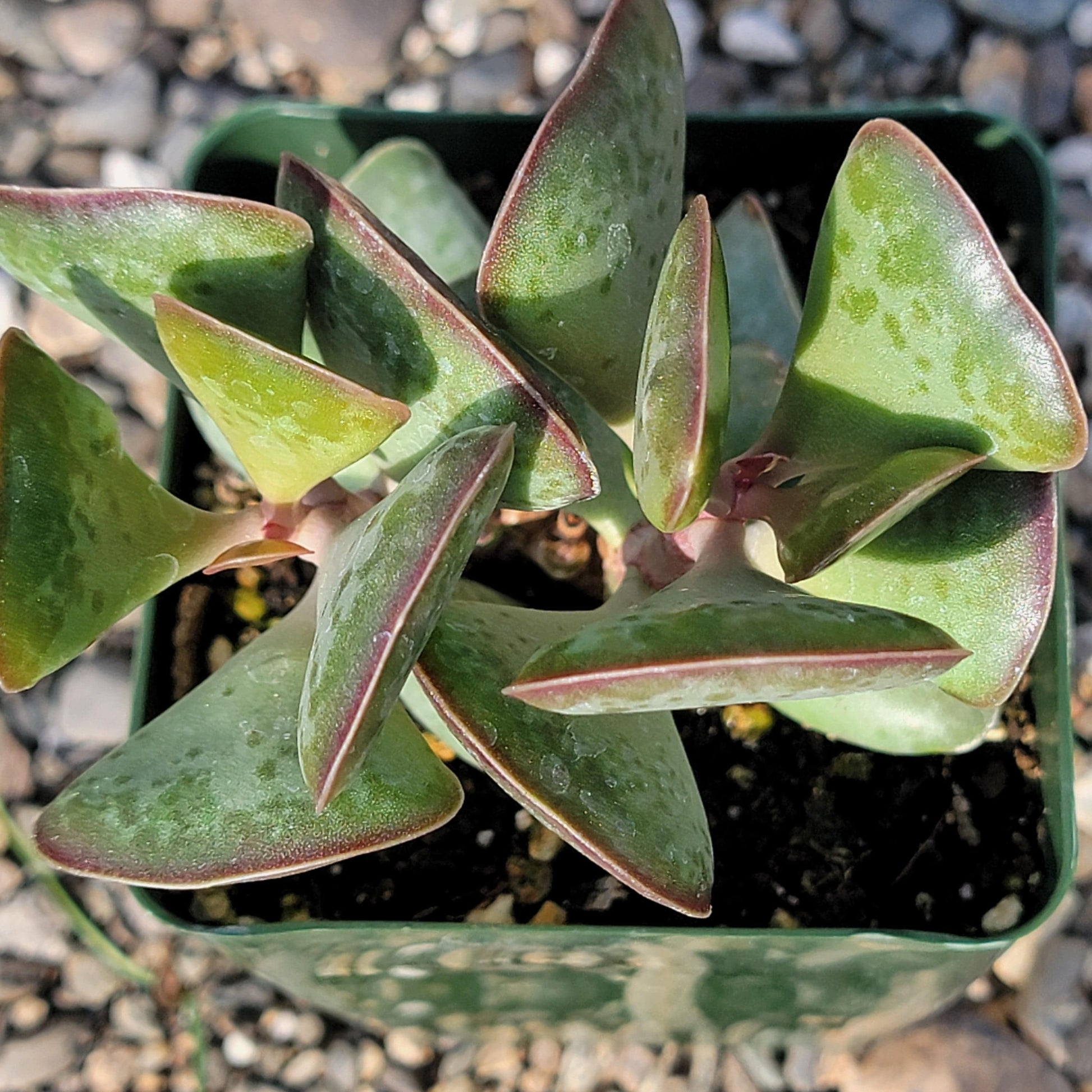calico hearts succulents Adromischus maculatus 'Calico Hearts' – DesertScapeSucculent