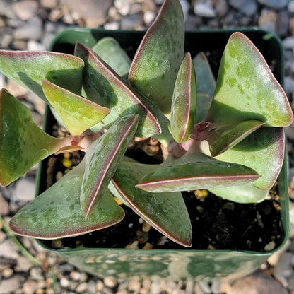 DesertScapeSucculent Succulent 4" Assorted Adromischus maculatus 'Calico Hearts'