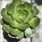 Aeonium Arboreum 'Atropurpureum' - 1 Gal Assorted - Succulent - DesertScapeSucculent