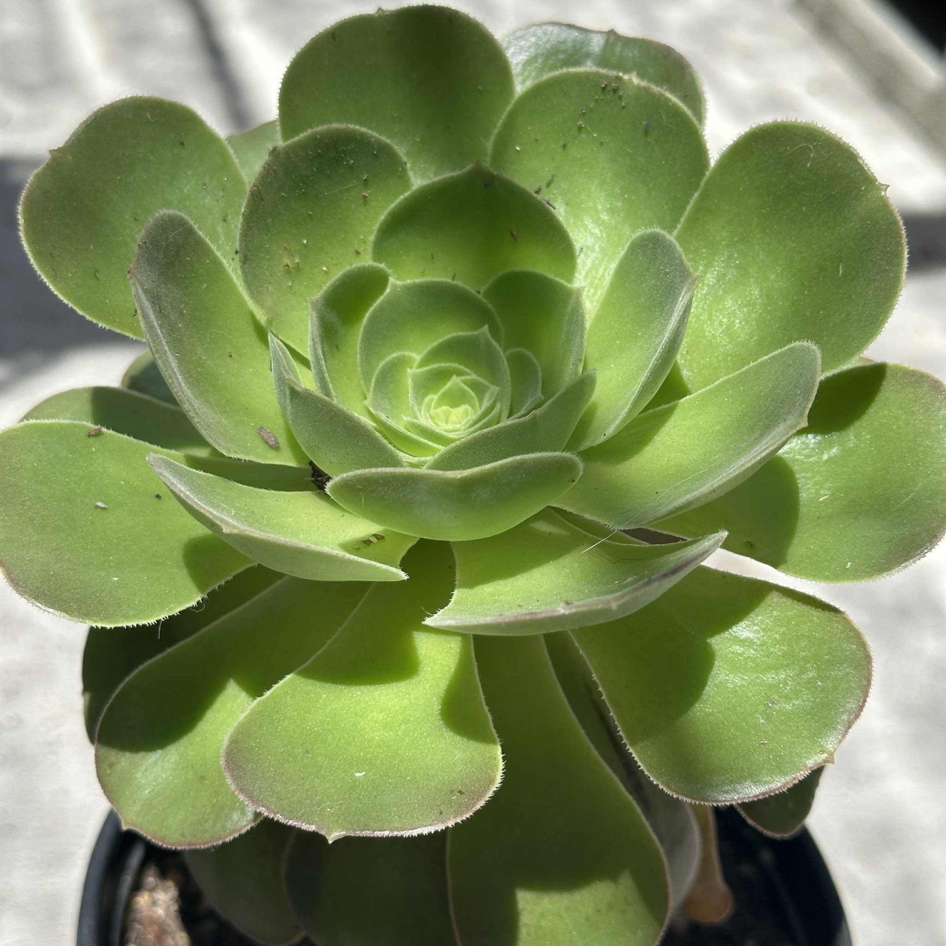 atropurpureum succulent Aeonium Arboreum 'Atropurpureum' – DesertScapeSucculent