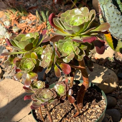 DesertScapeSucculent Succulent Aeonium Arboreum 'Atropurpureum'