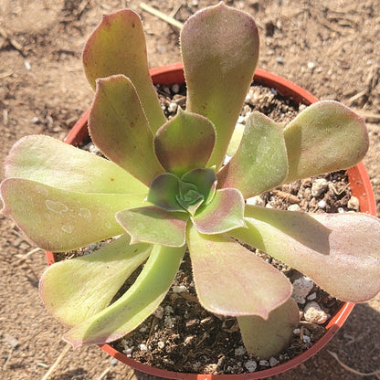 Aeonium Arboreum 'Atropurpureum'