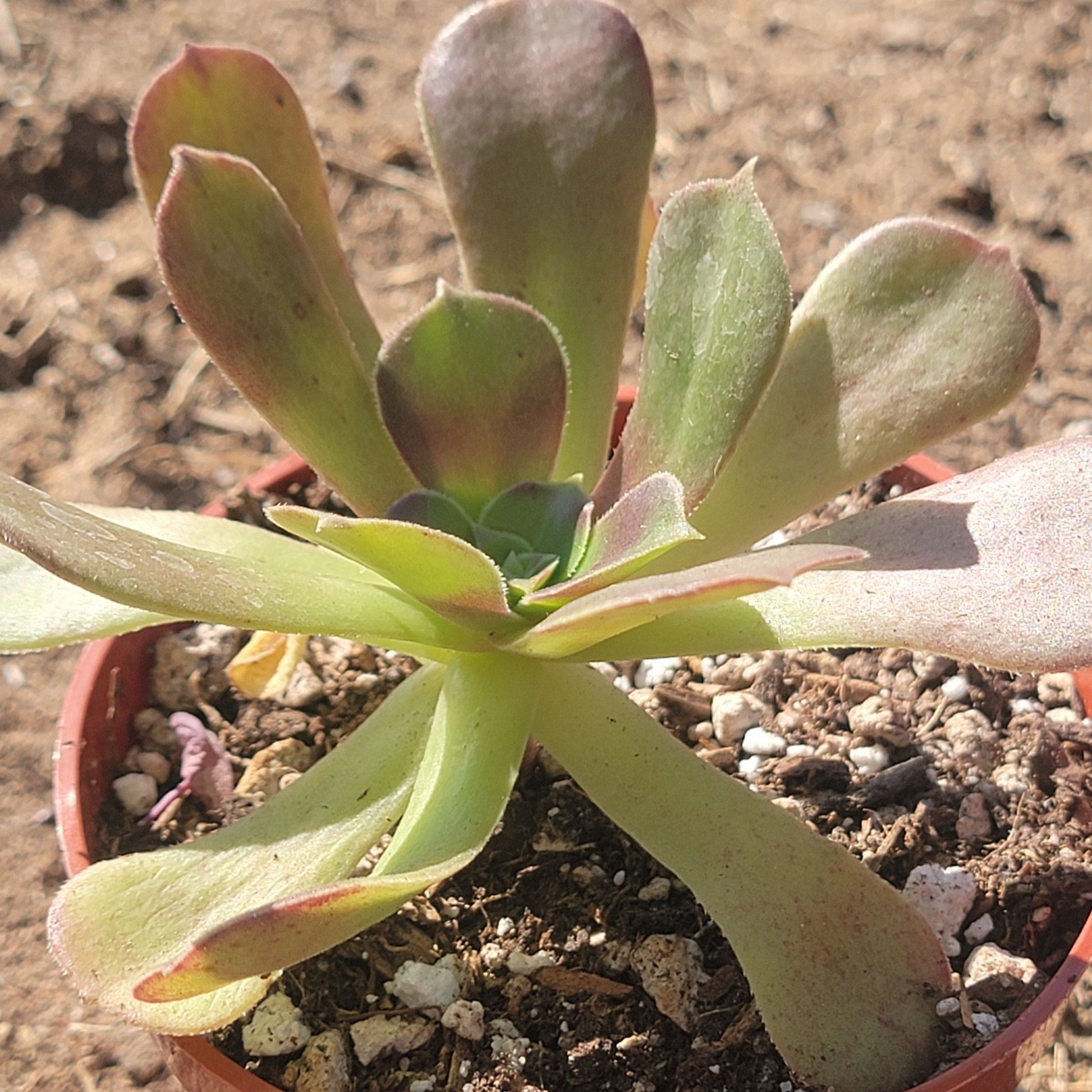 atropurpureum succulent Aeonium Arboreum 'Atropurpureum' – DesertScapeSucculent