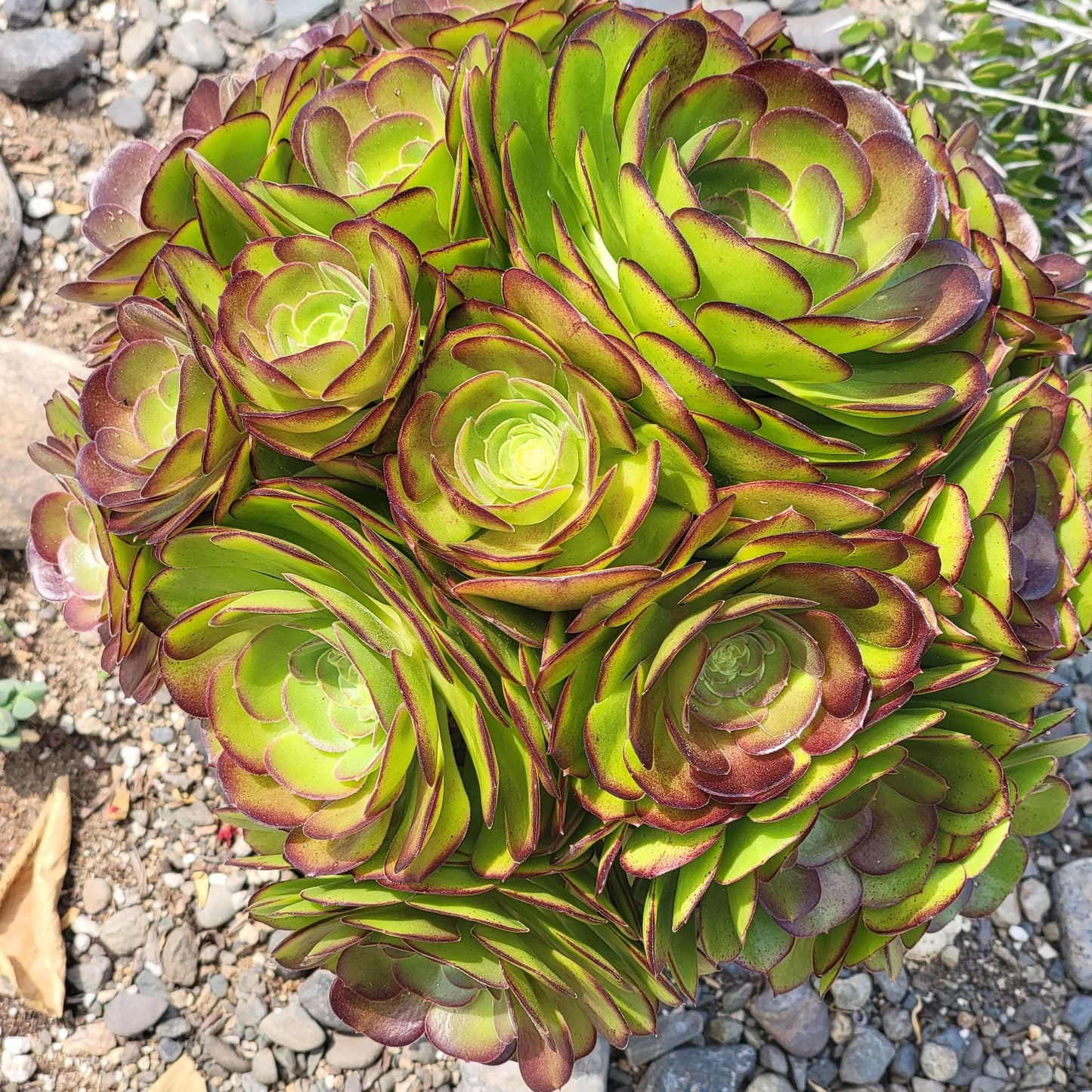 Aeonium Arboreum 'Atropurpureum'