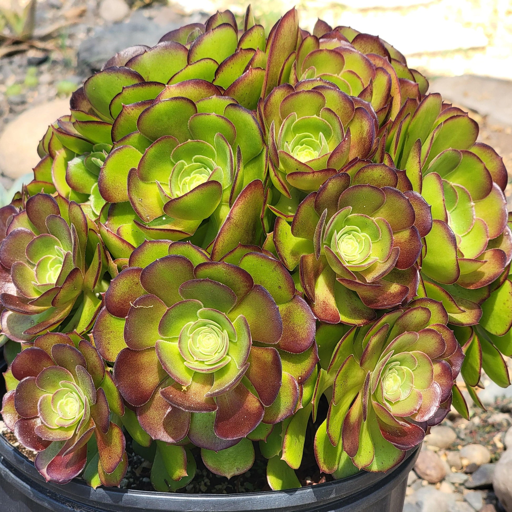aeonium arboreum succulent Aeonium Arboreum 'Atropurpureum' – DesertScapeSucculent