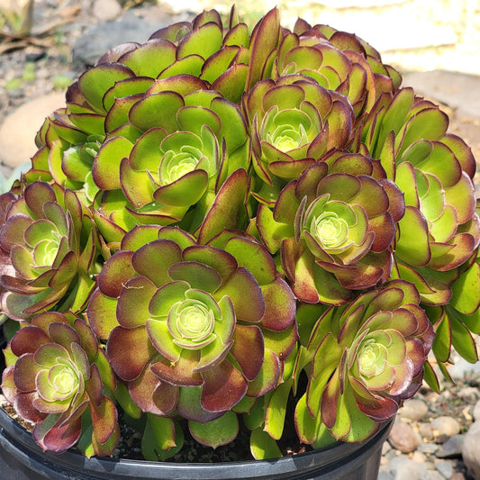 Aeonium Arboreum 'Atropurpureum'