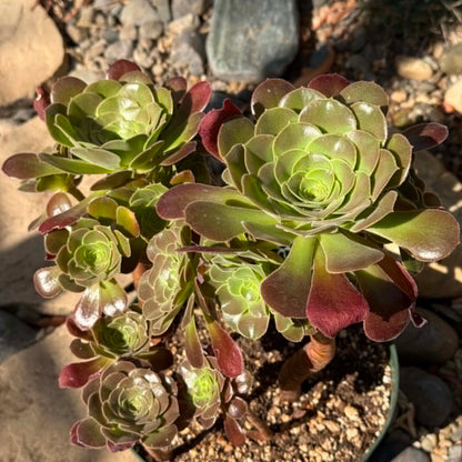 DesertScapeSucculent Succulent 8 Inch Assorted Aeonium Arboreum 'Atropurpureum'