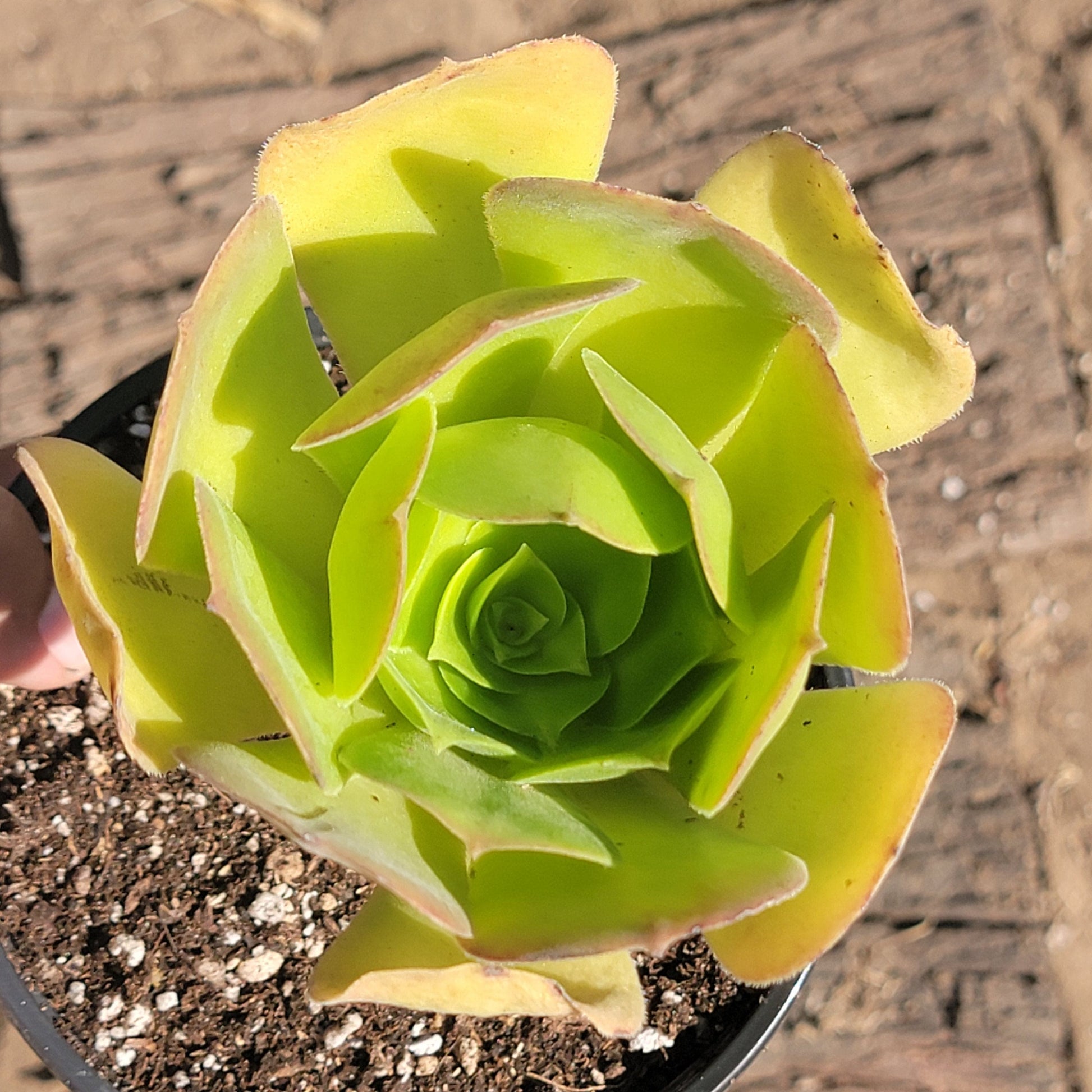 irish rose succulent Aeonium Arboreum 'Irish Rose'