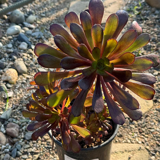 DesertScapeSucculent Succulent 1 gal Assorted Aeonium Arboreum 'Zwartkop'