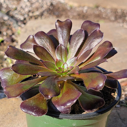 DesertScapeSucculent Succulent 4" Assorted Aeonium Arboreum 'Zwartkop'