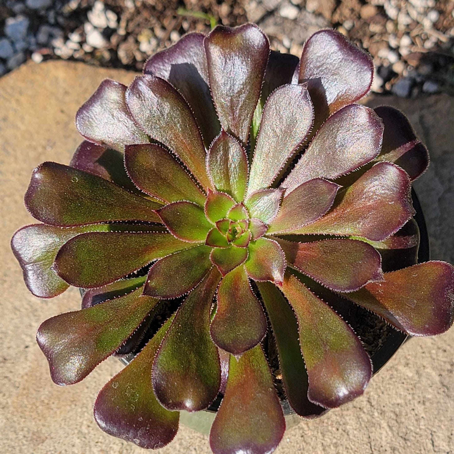 DesertScapeSucculent Succulent 4" Assorted Aeonium Arboreum 'Zwartkop'