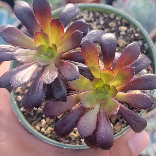 Aeonium Arboreum 'Zwartkop'