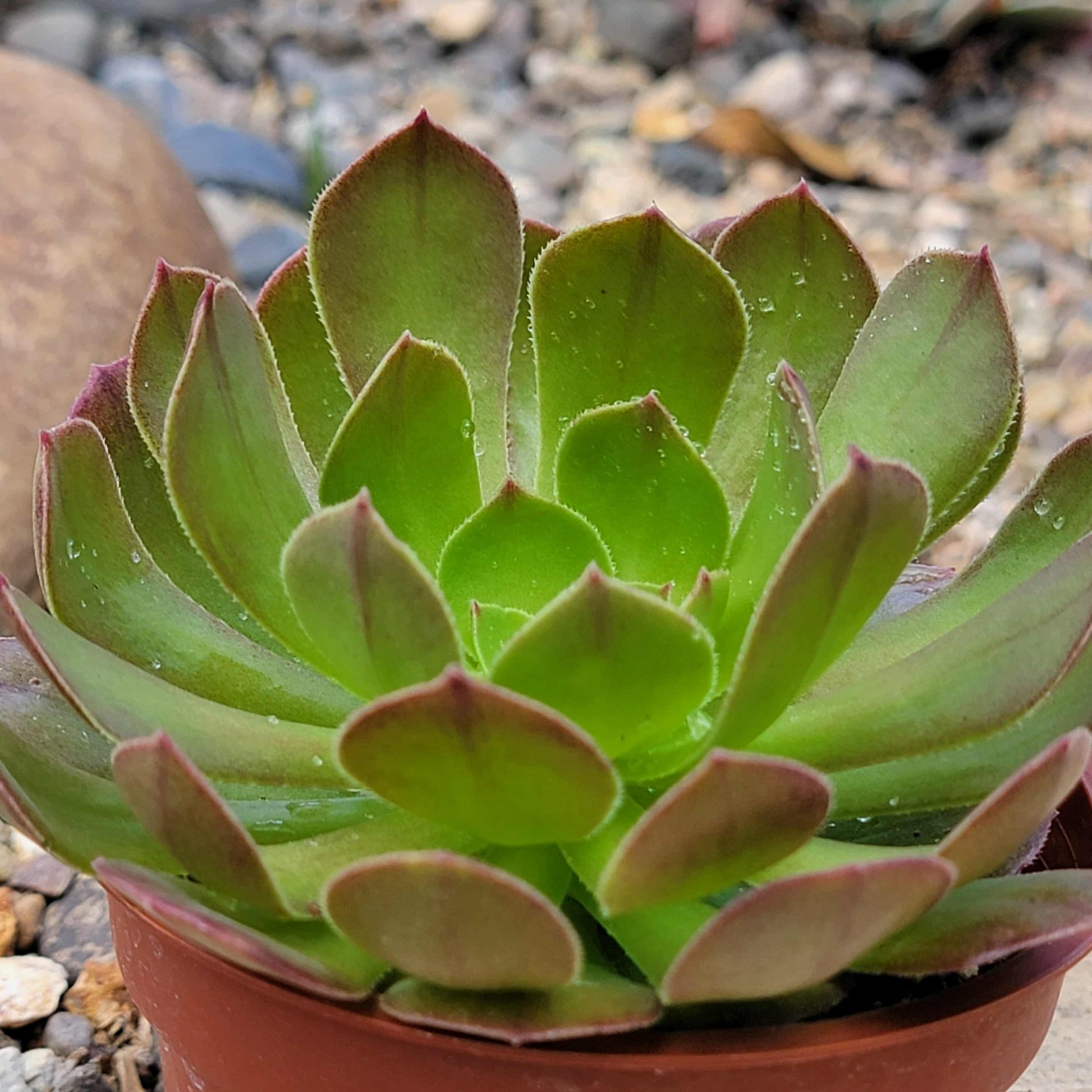 succulent blushing Aeonium 'Blushing Beauty'