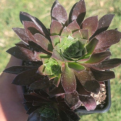 DesertScapeSucculent Succulent Single 4A Aeonium 'Cabernet'