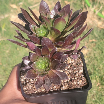 DesertScapeSucculent Succulent Single 4A Aeonium 'Cabernet'