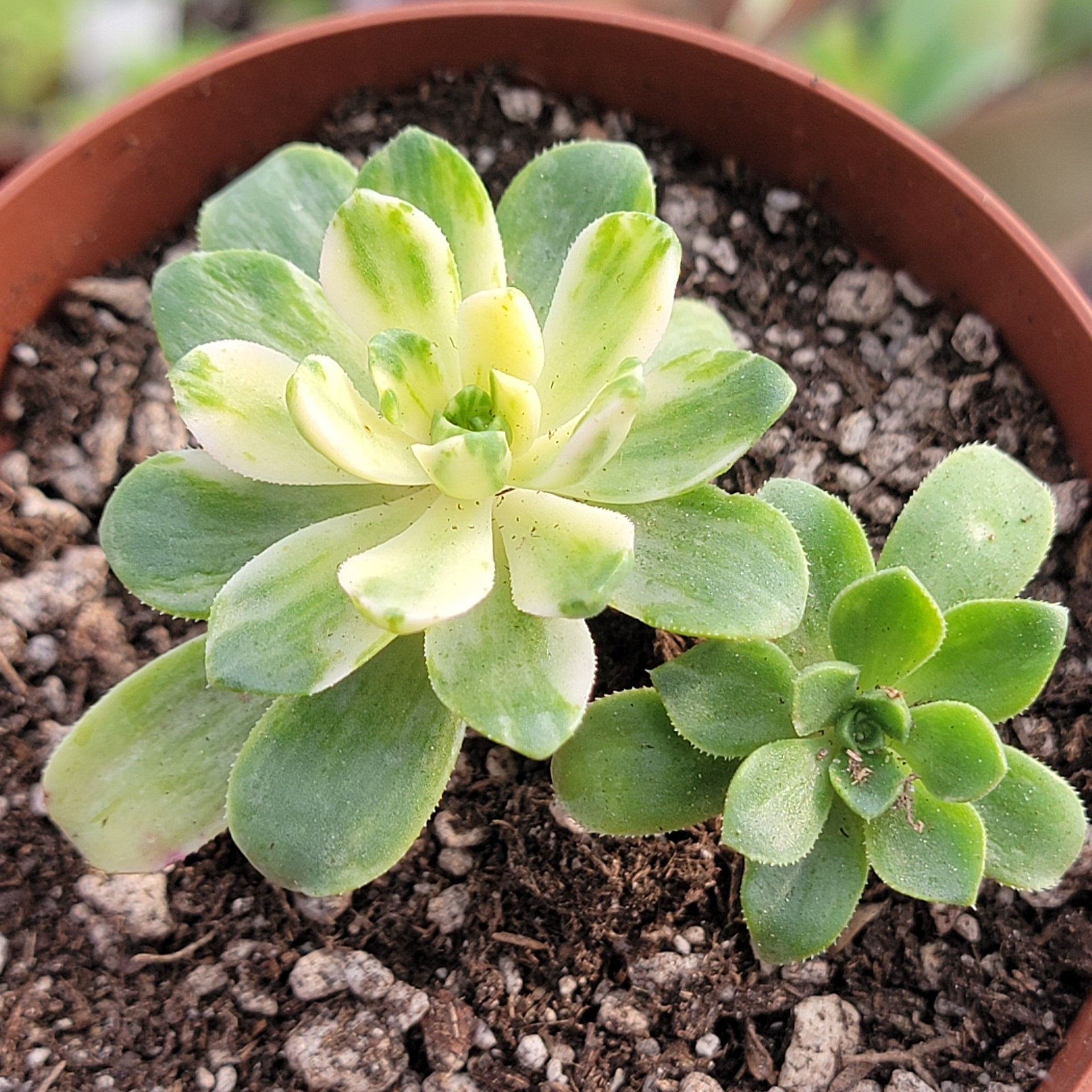 suncup succulent Aeonium Castello-paivae 'Suncup' Var