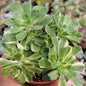 Aeonium Castello-paivae 'Suncup' Var. - 4 Inch Assorted - Succulent - DesertScapeSucculent