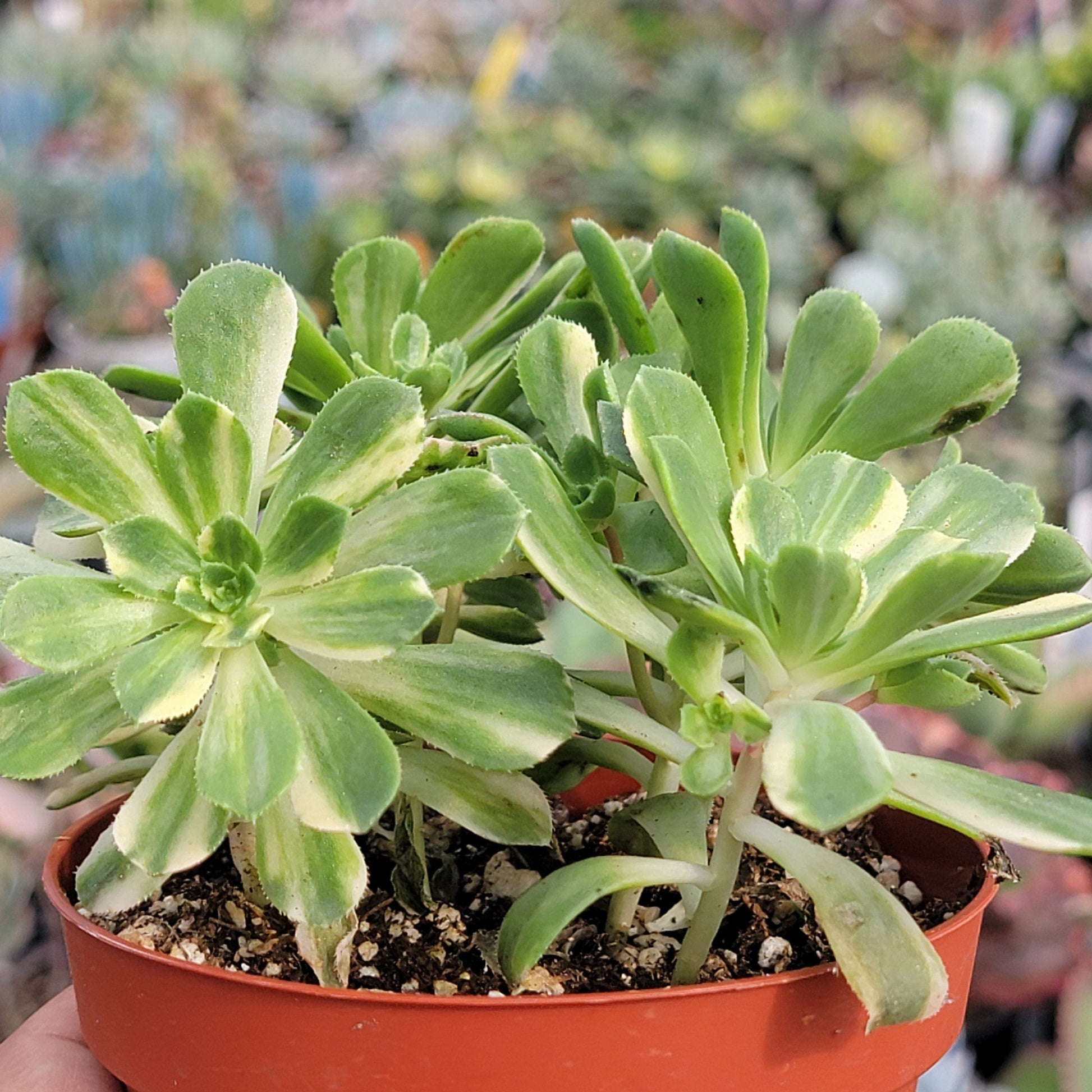 suncup succulent Aeonium Castello-paivae 'Suncup' Var. – DesertScapeSucculent