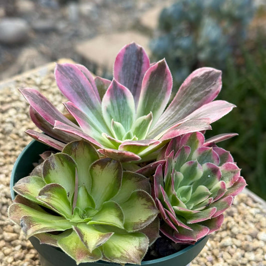 DesertScapeSucculent Succulent 4 Inch Aeonium Combos