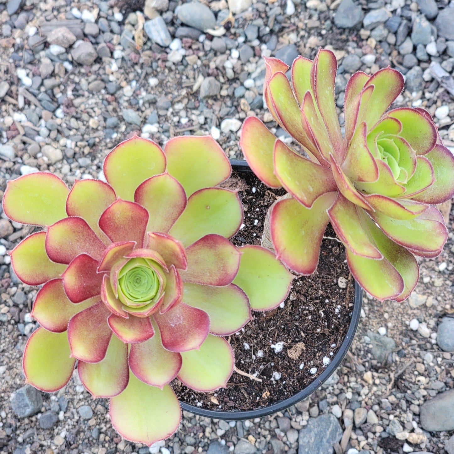 Aeonium 'Copper Kettle'