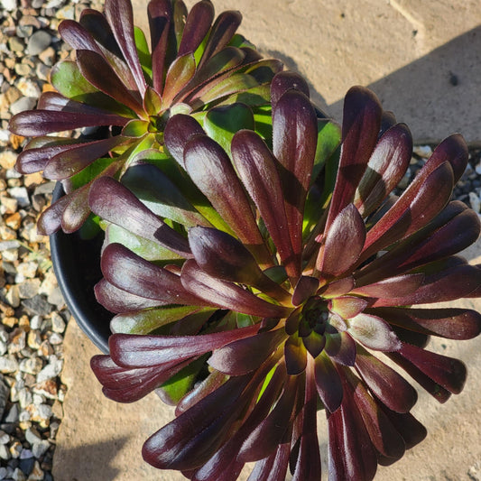 DesertScapeSucculent Succulent 1 gal Assorted Aeonium 'Cyclops'