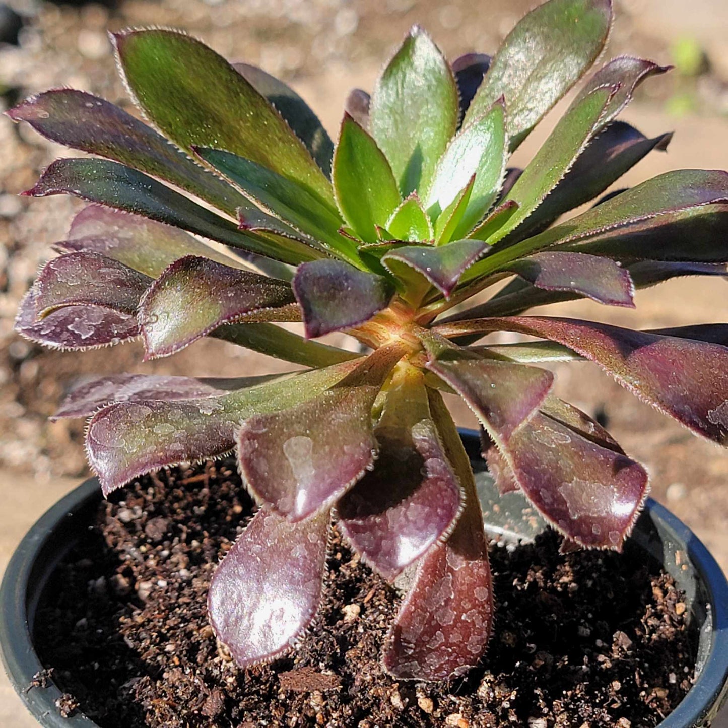 DesertScapeSucculent Succulent 4" Assorted Aeonium 'Cyclops'