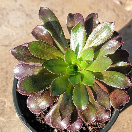 DesertScapeSucculent Succulent 4" Assorted Aeonium 'Cyclops'