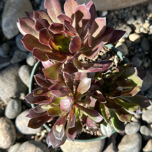 Aeonium 'Cyclops'