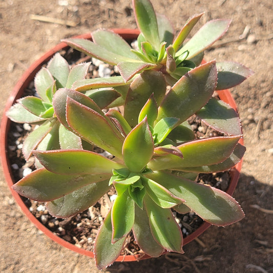 DesertScapeSucculent Succulent 4" Assorted Aeonium decorum 'Cooperi'