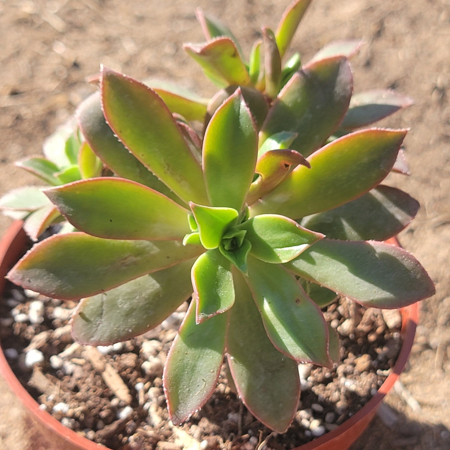 Aeonium decorum 'Cooperi'