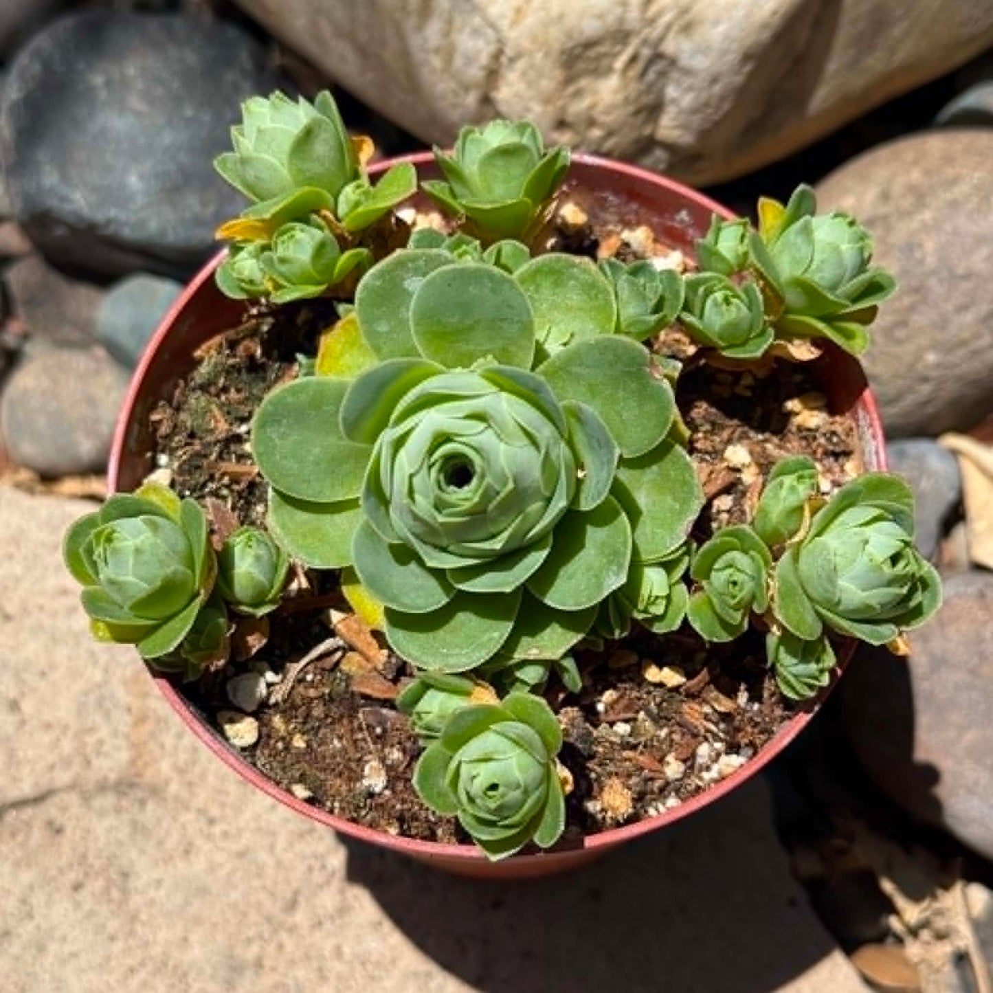 DesertScapeSucculent Succulent 4 Inch Aeonium dodrantale 'Mountain Rose'