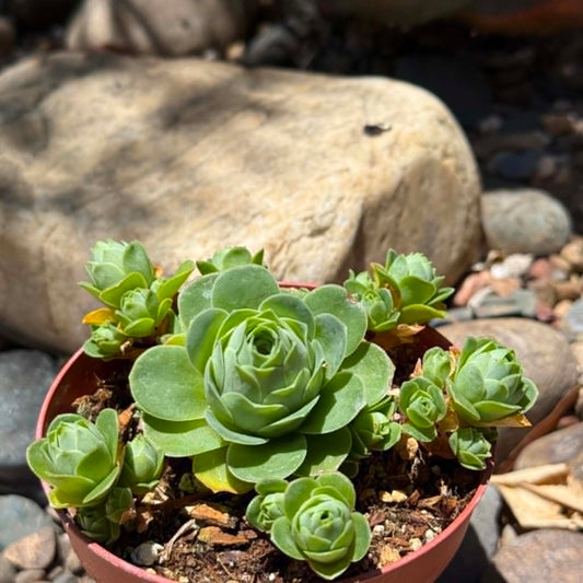 DesertScapeSucculent Succulent 4 Inch Aeonium dodrantale 'Mountain Rose'