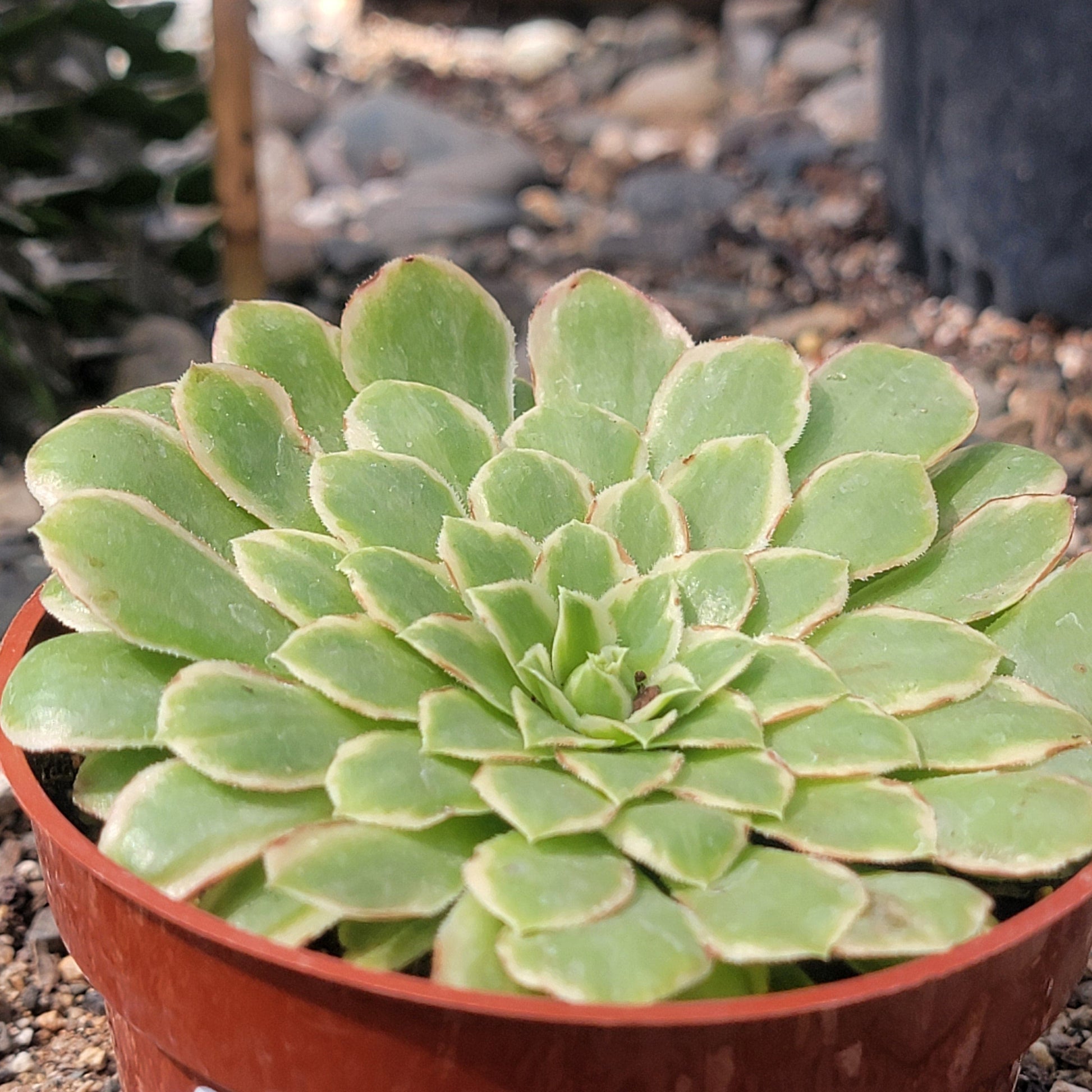 emerald succulent Aeonium 'Emerald Ice'