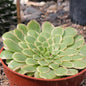 Aeonium 'Emerald Ice' - 4 Inch Assorted - Succulent - DesertScapeSucculent