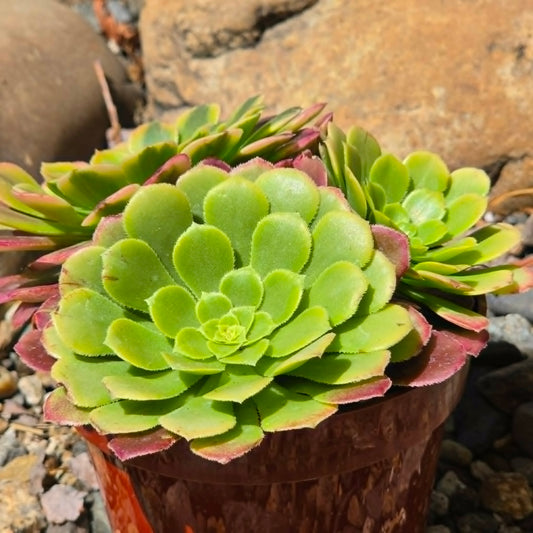 DesertScapeSucculent Succulent Aeonium 'Fiesta'