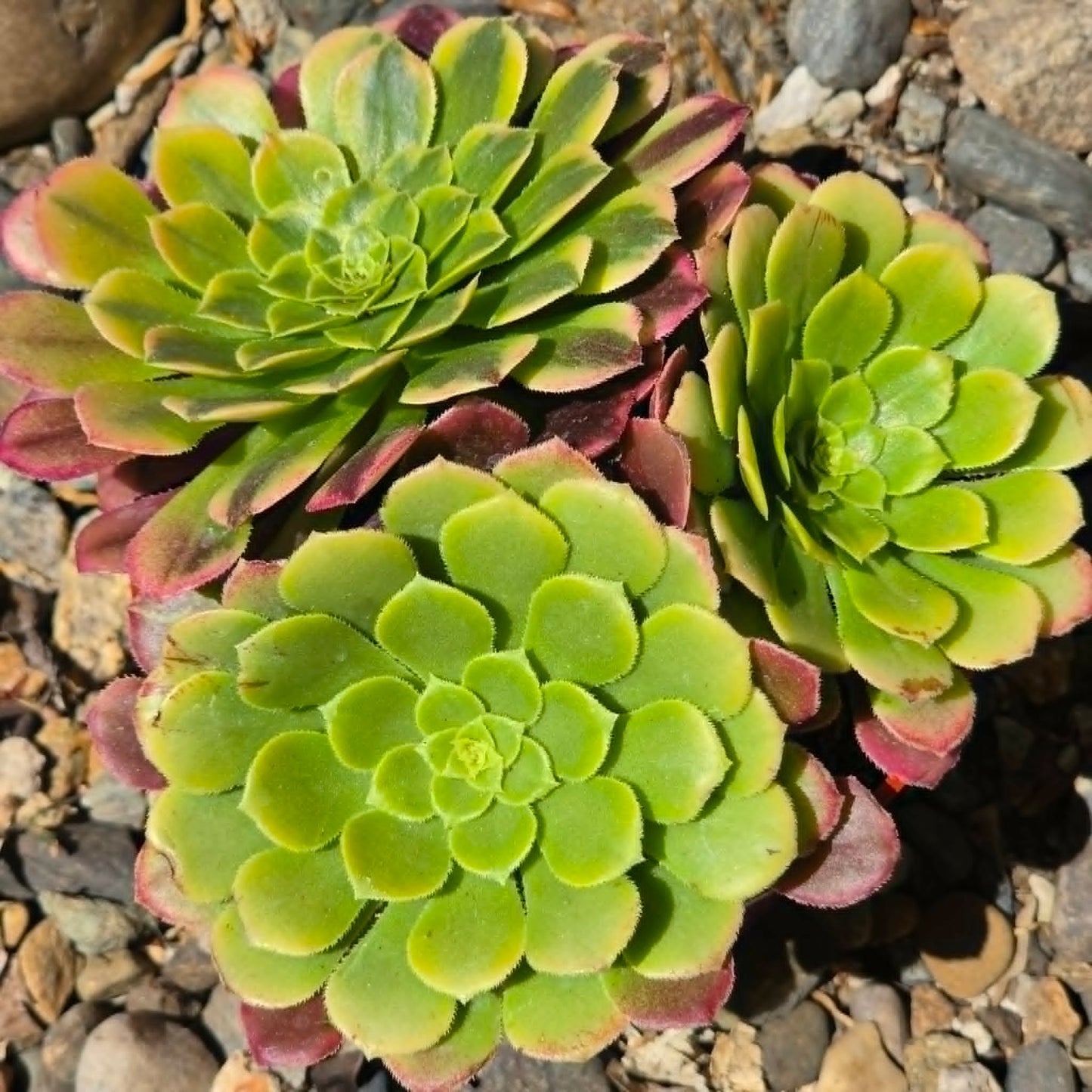 DesertScapeSucculent Succulent 4 Inch Aeonium 'Fiesta'