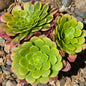 DesertScapeSucculent Succulent 4 Inch Aeonium 'Fiesta'