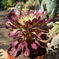 Aeonium 'Fiesta' - 6 Inch Assorted - Succulent - DesertScapeSucculent