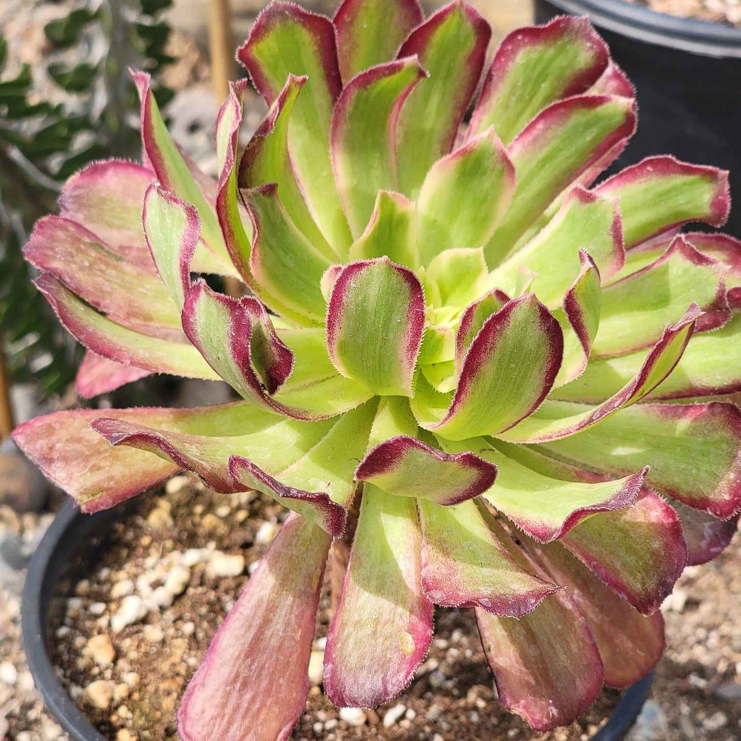 Aeonium 'Fiesta' Yellow